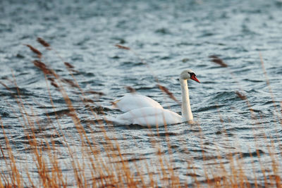 Swans swimming in lake