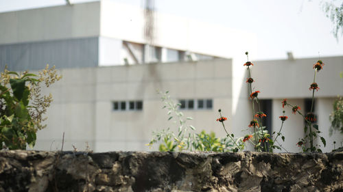 Plants growing outside building