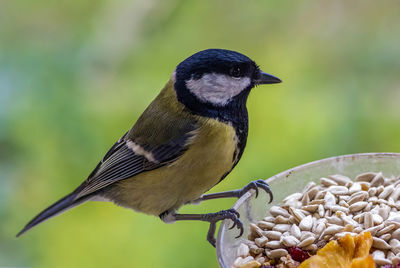 Close-up of a bird