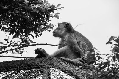 Low angle view of monkey sitting on tree against sky