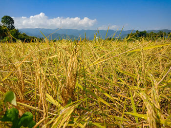 Scenic view of field against sky