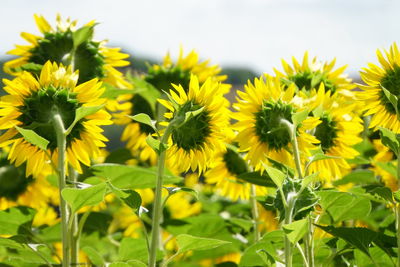 Close-up of fresh yellow flowers