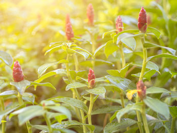 Close-up of red flowering plant on field