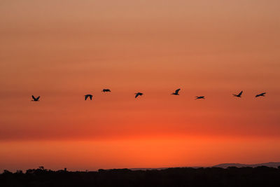 Silhouette birds flying against orange sky