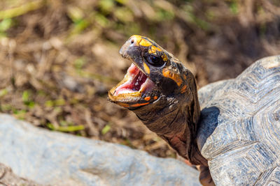 Close-up of a turtle