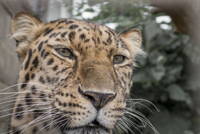 Close-up of tiger