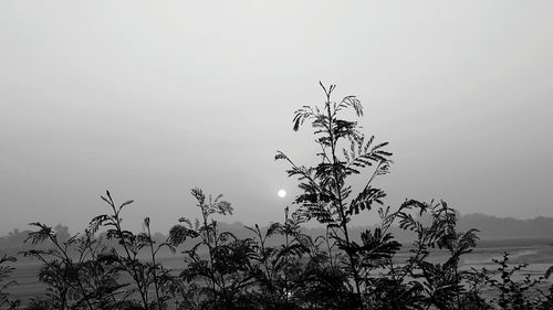 Low angle view of silhouette tree against sky