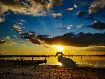 Seagulls on beach during sunset