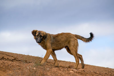 Low angle view of dog standing on land against sky