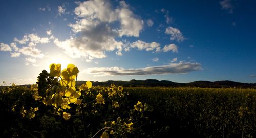 Scenic view of field against sky