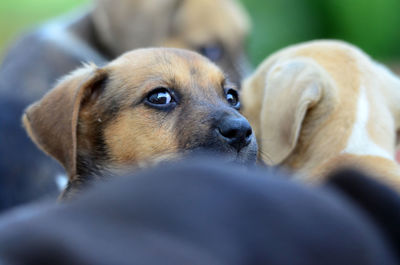 Close-up of dog