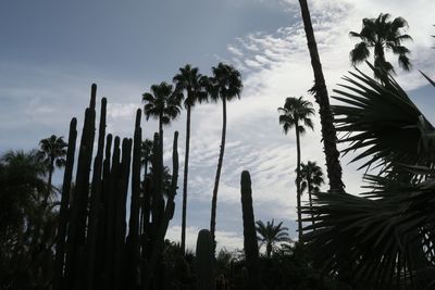 Close-up of palm trees against sky