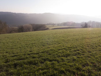 Scenic view of grassy field against sky