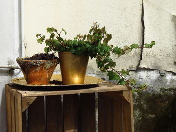 Close-up of flower plant on table