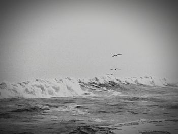 View of birds flying over sea