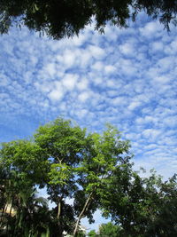 Low angle view of tree against sky