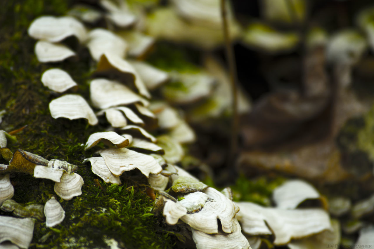 CLOSE UP OF LEAF