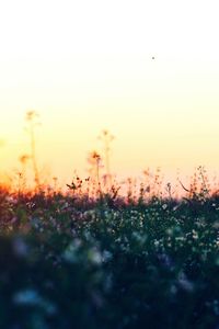 Surface level of grass against sky during sunset