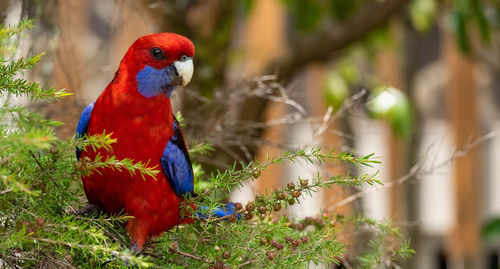 Close-up of parrot perching on branch