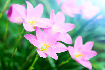 Close-up of pink flowering plant