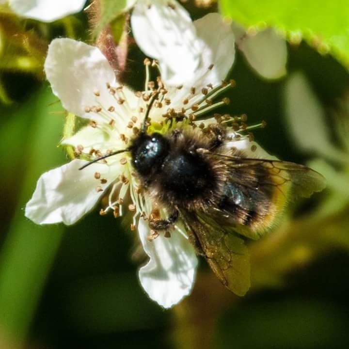 CLOSE-UP OF HONEY BEE POLLINATING ON FLOWER