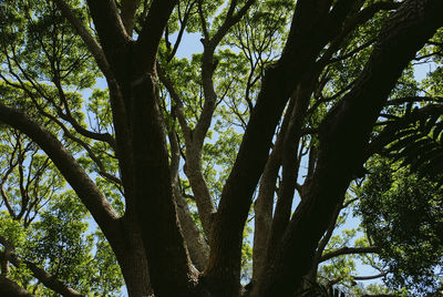Low angle view of trees in the forest