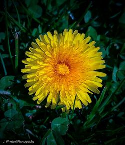 Close-up of yellow flowering plant