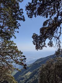 Low angle view of trees against sky