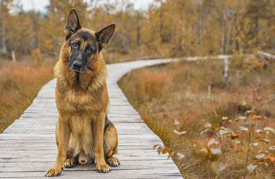 Portrait of dog on footpath.german shepherd