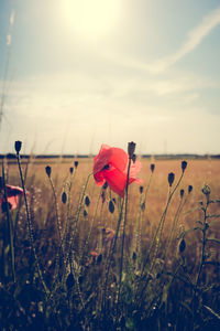 Scenic view of field against sky