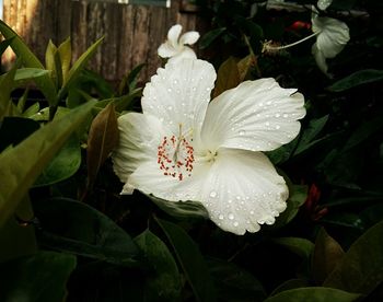 Close-up of white flowers blooming outdoors