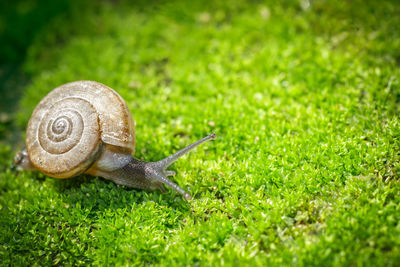 Close-up of snail on ground