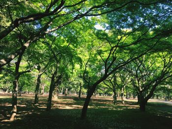 Trees in forest