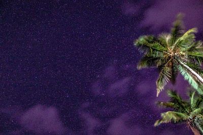 Close-up of purple against sky at night