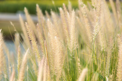 Close-up of stalks in field