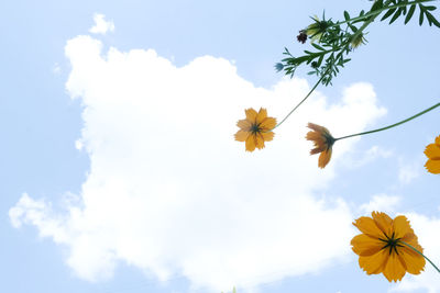 Low angle view of yellow flowering plant against sky