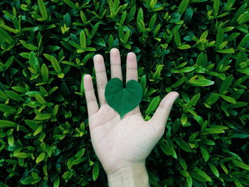 Close-up of cropped hand holding plant