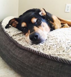 Close-up portrait of dog relaxing at home