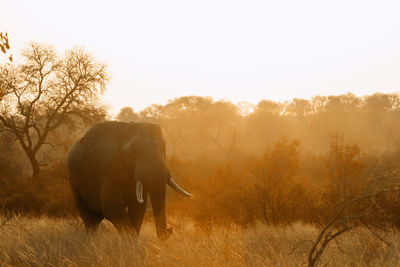 Elephant standing on land