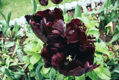 Close-up of wilted flowers on plant