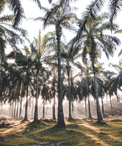 Palm trees on field against sky