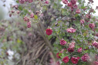 Close-up of pink flowering plants