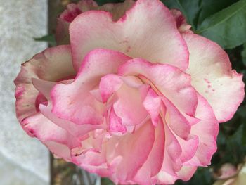 Close-up of pink rose blooming outdoors