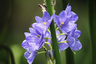 Close-up of purple flowering plants