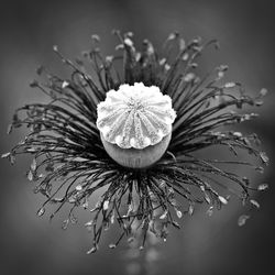 Close-up of flower