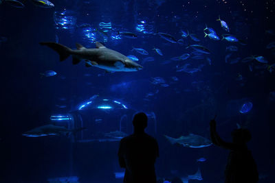 View of fish swimming in aquarium