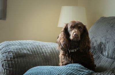 Portrait of dog relaxing on bed at home