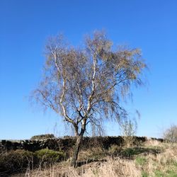 Bare tree on field against clear blue sky