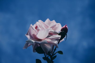 Close-up of pink rose against blue sky