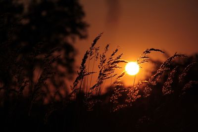 Close-up of plants at sunset